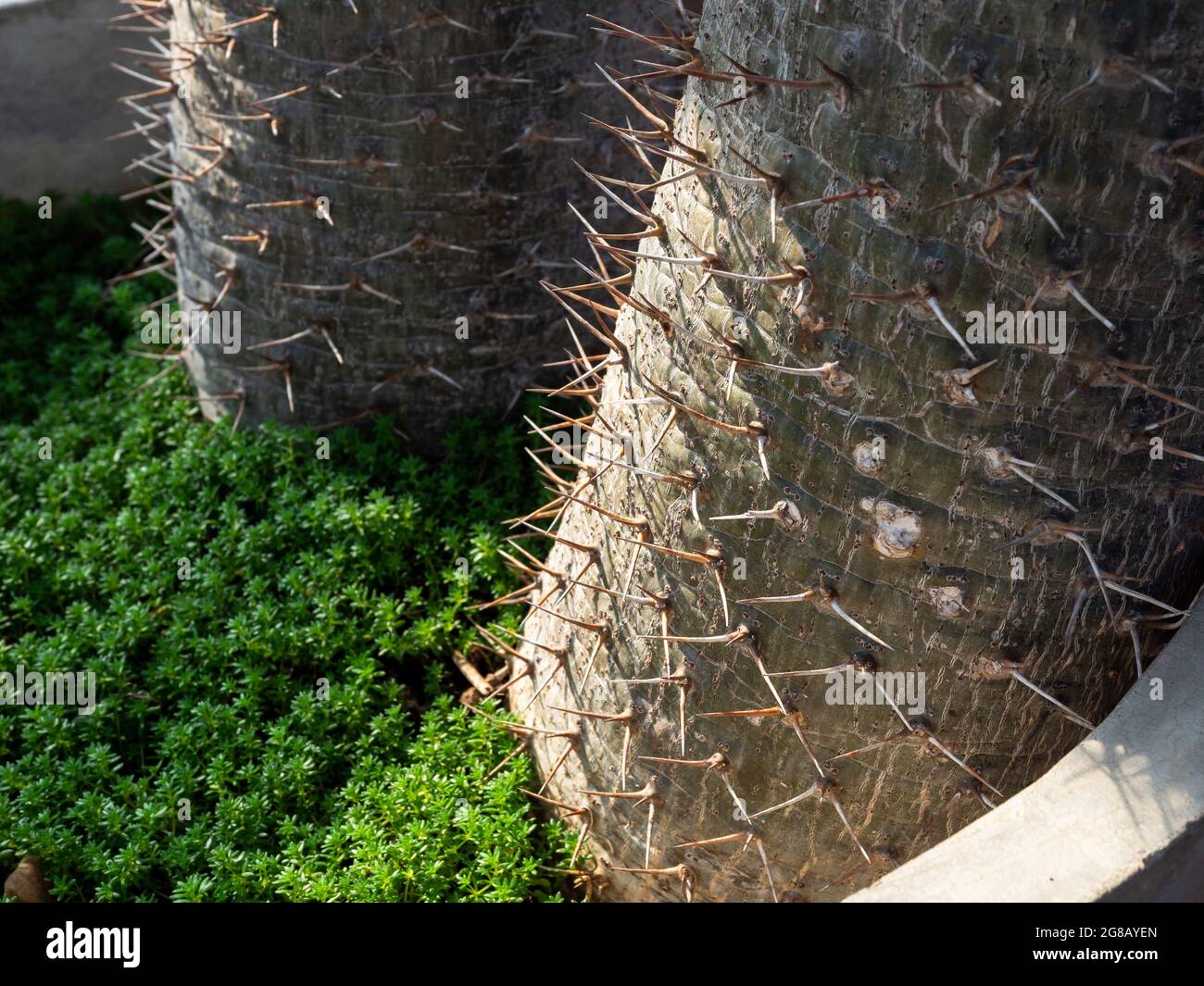 Primo piano spine sul tronco di cactus nel grande vaso di cemento. Dettaglio closeup del tronco di spina della palma malgascia (Pachypodium lamerei). Verde Naturale b Foto Stock