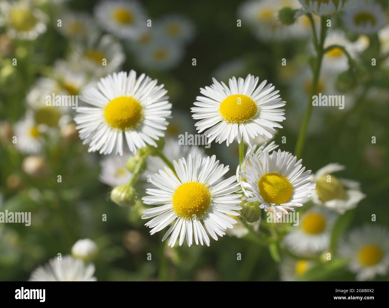 Bellis perennis, il daisy comune, è una pianta della famiglia Asteraceae. Piccoli fiori bianchi con centro giallo. A volte noto anche come daisy prato, e Foto Stock