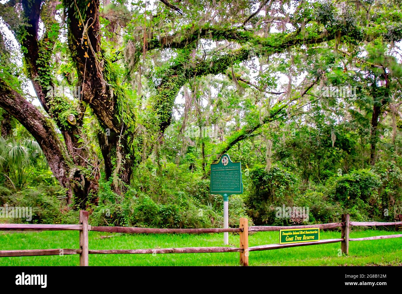 Un secolare albero di querce vive sorge nella Goat Tree Reserve, un'antica foresta marittima dove una volta vivevano capre selvatiche a Dauphin Island, Alabama. Foto Stock