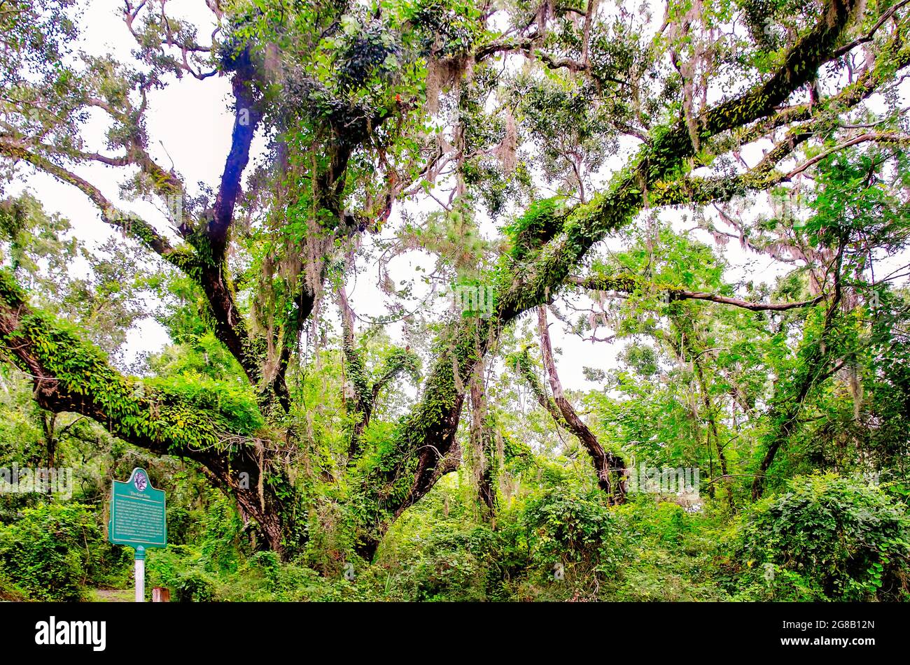 Un secolare albero di querce vive sorge nella Goat Tree Reserve, un'antica foresta marittima dove una volta vivevano capre selvatiche a Dauphin Island, Alabama. Foto Stock