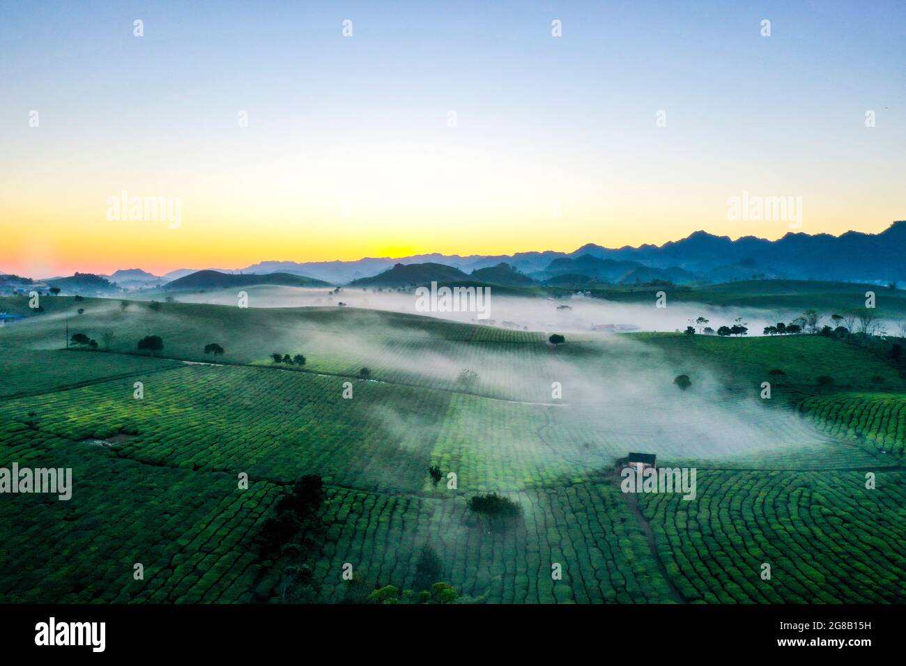 Belle piantagioni di tè nel distretto di Moc Chau nord del Vietnam Foto Stock