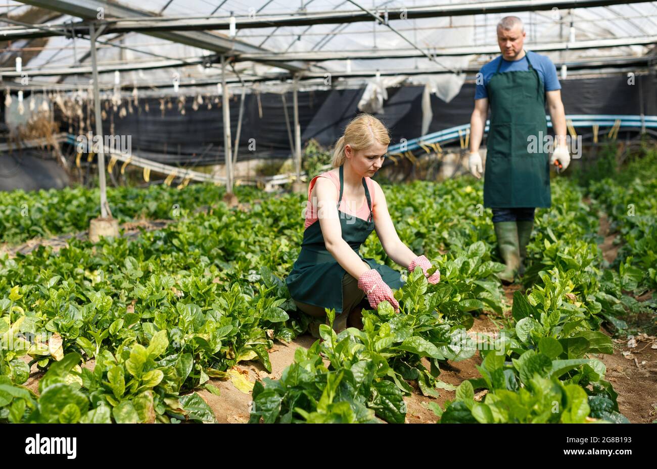 Uomo e donna che lavorano con giovani pianta di spinaci Malabar Foto Stock