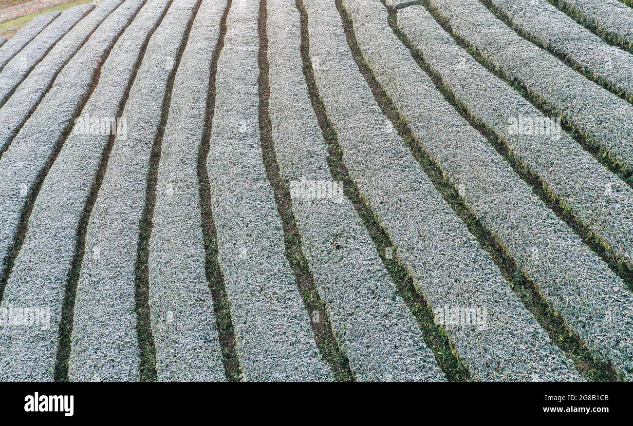 Belle piantagioni di tè nel distretto di Moc Chau nord del Vietnam Foto Stock