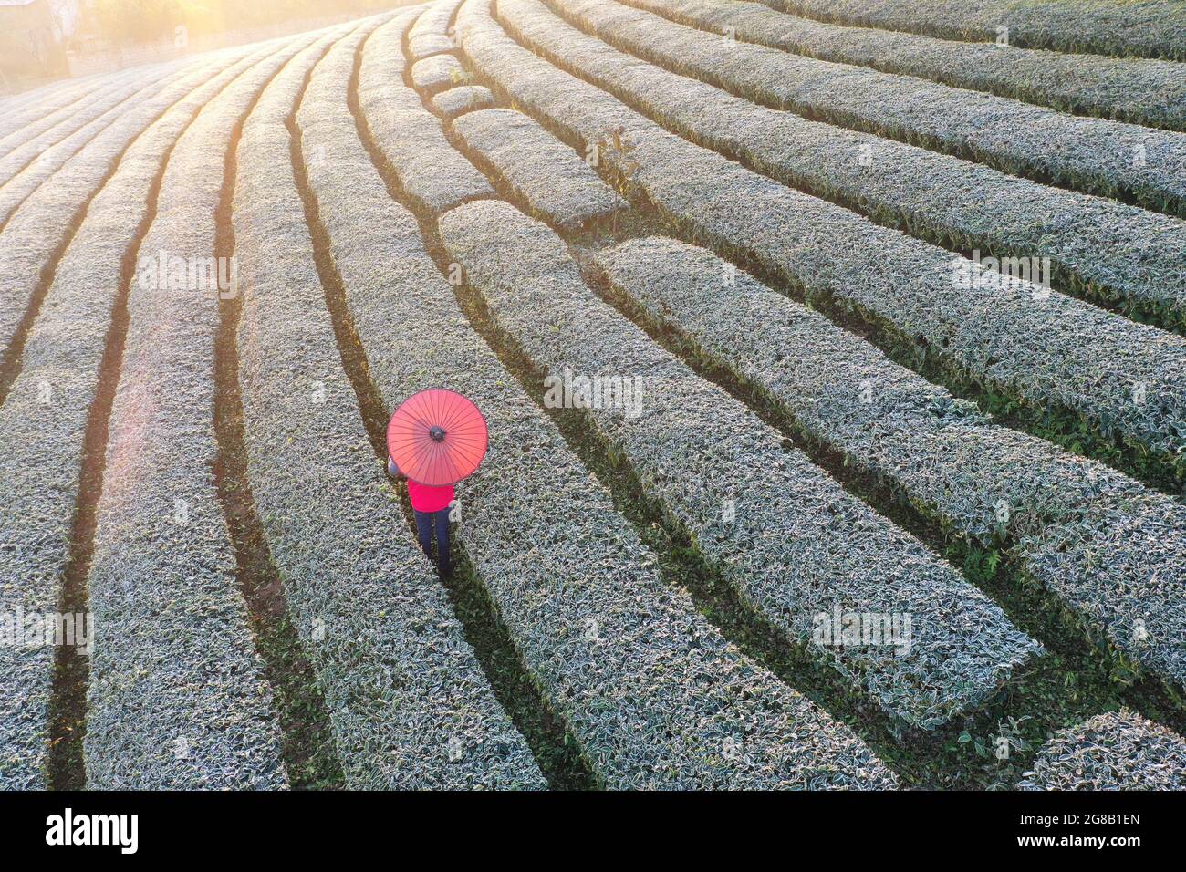 Belle piantagioni di tè nel distretto di Moc Chau nord del Vietnam Foto Stock