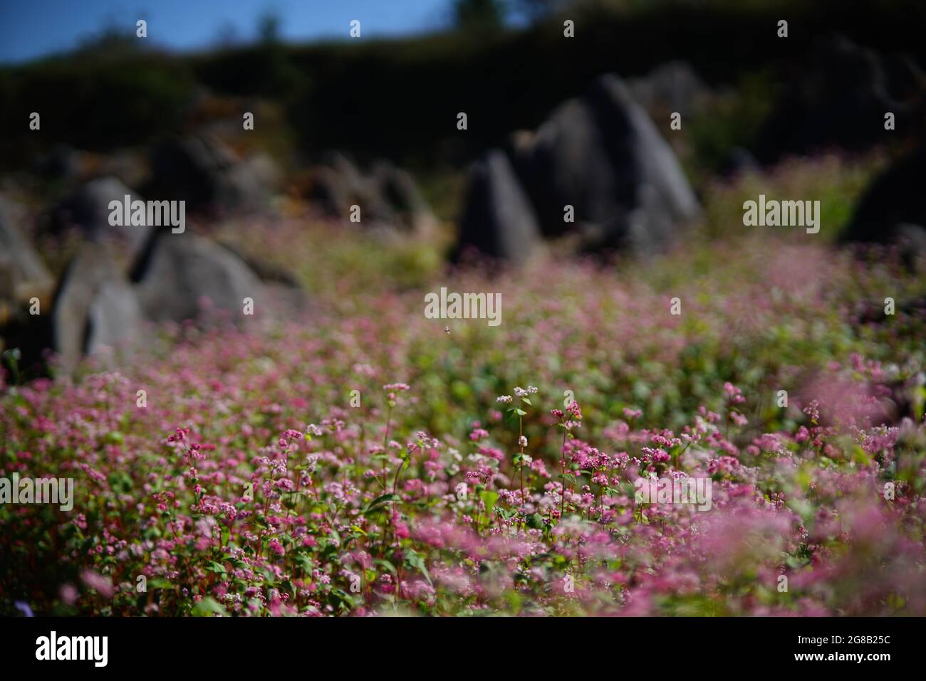 Fioritura colorata nel distretto di Moc Chau, nel nord del Vietnam Foto Stock