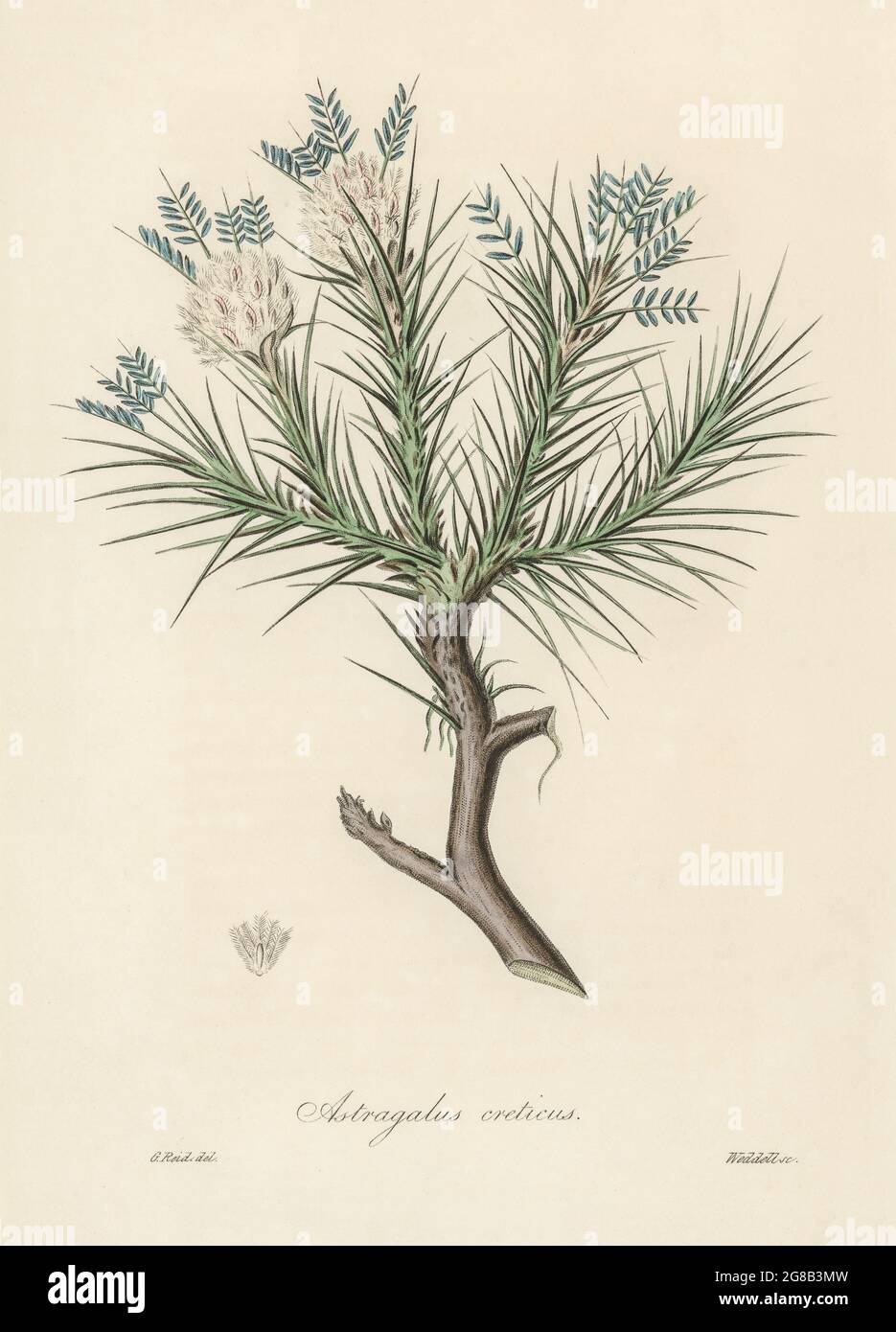 Astragalo creticus illustrazione da Medical botanica (1836) da John Stephenson e James Morss Churchill. Foto Stock