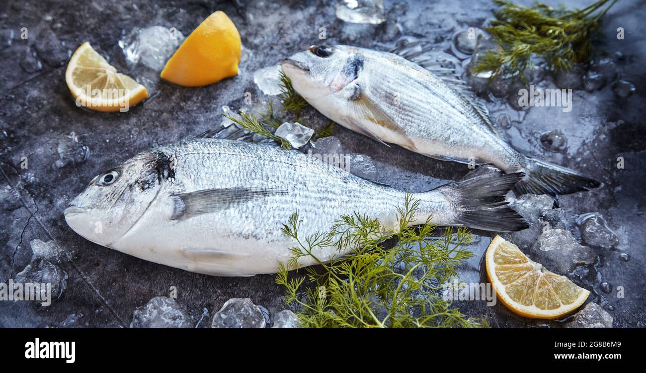 Due orate di mare intere, non cotte, fresche su ghiaccio, esposte con aneto aromatico e limone affettato in una still life piatta in un banner panoramico Foto Stock