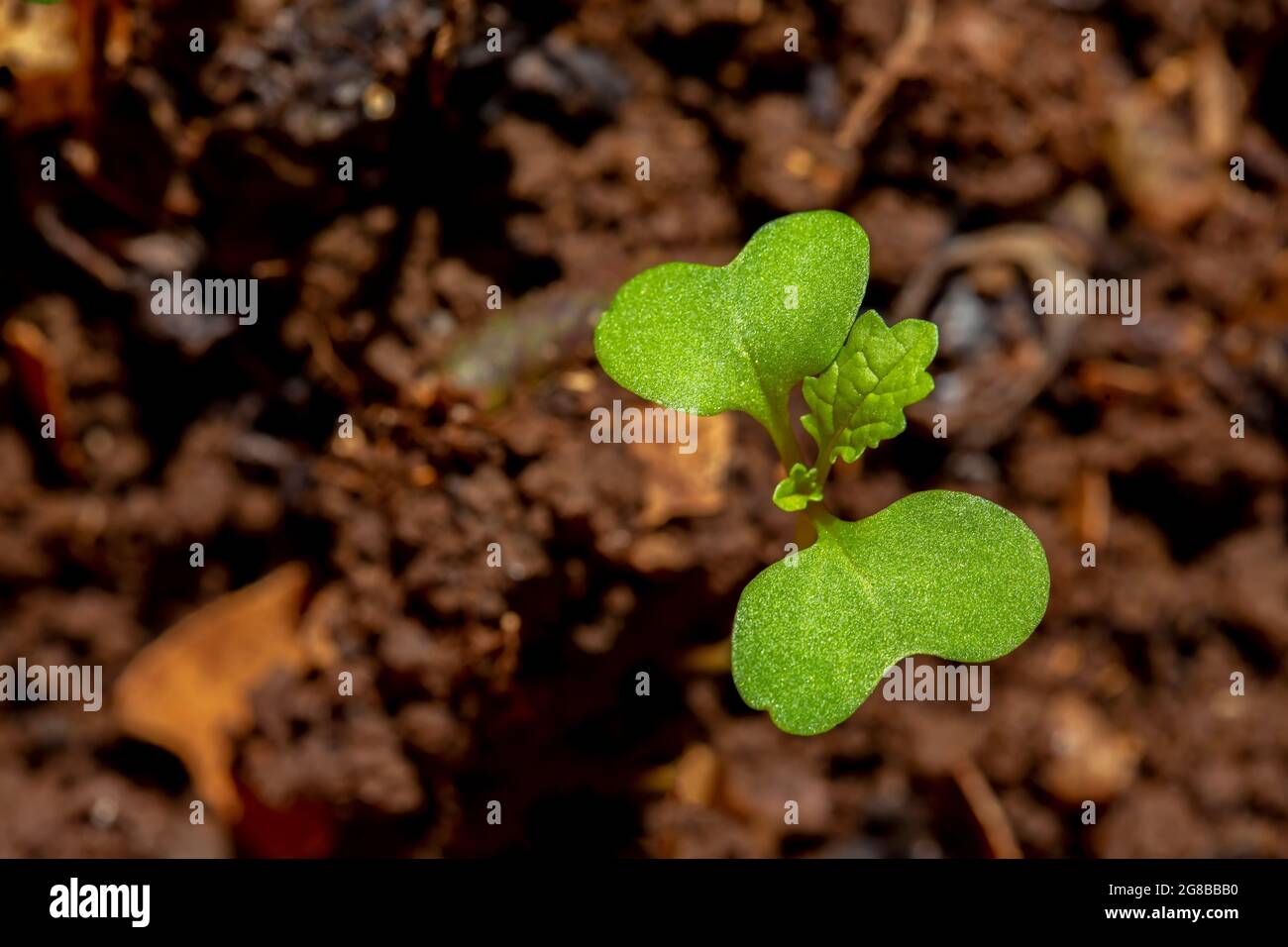 Giovane pianta di Bok Choy (Brassica rapa subsp. Chinensis) che cresce dal suolo Foto Stock