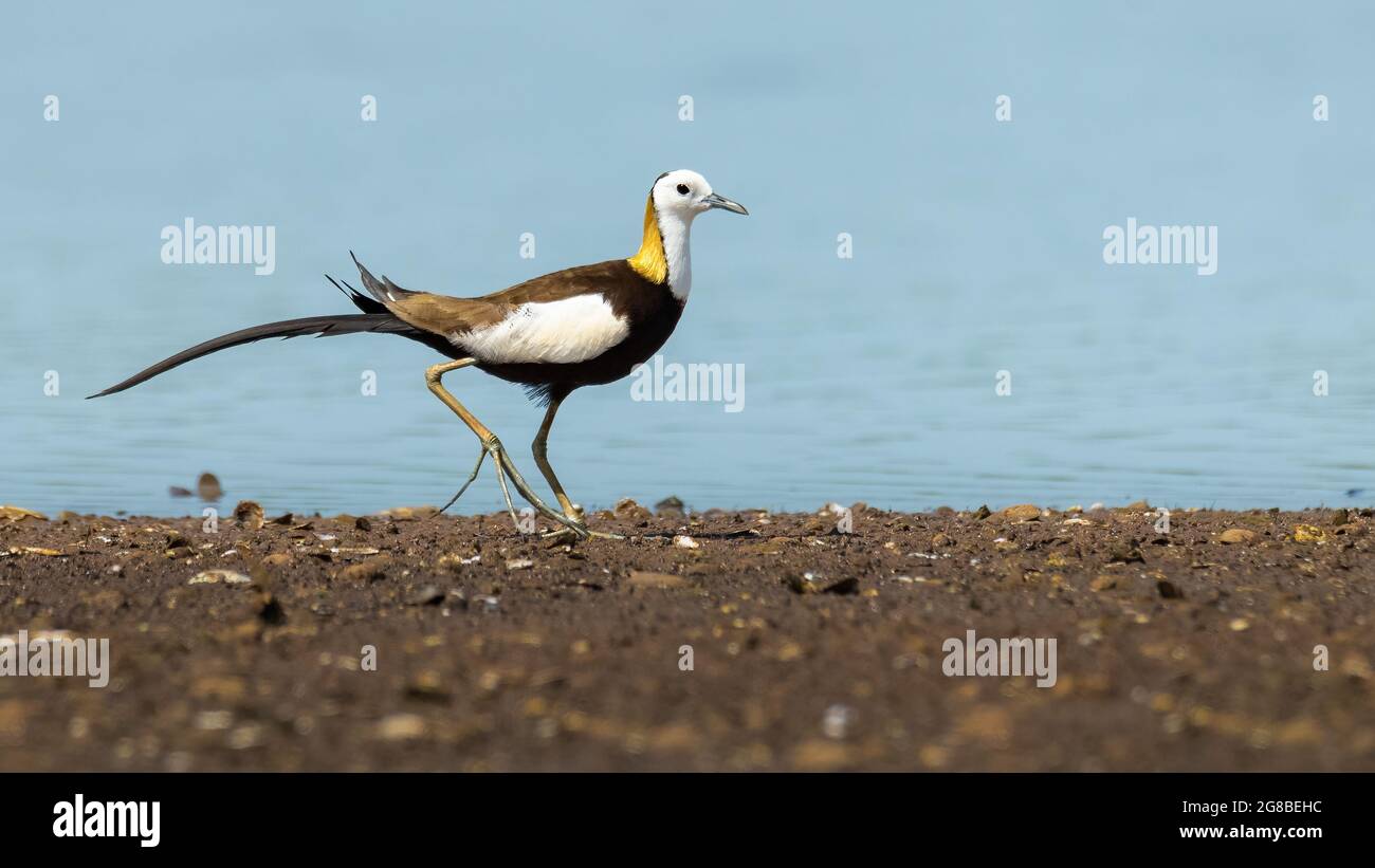 Jacana dalla coda di Pheasant che cammina lungo la riva del lago guardando in lontananza Foto Stock