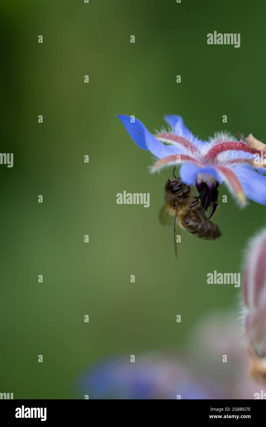 Ape di miele (Apis mellifera) Foraging sul Borage (Borago officinalis) Foto Stock