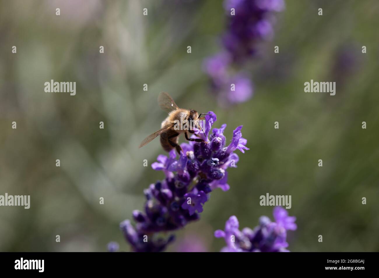 Ape di miele (Apis mellifera) Foraging sulla lavanda (Lavandula angustifolia) Foto Stock