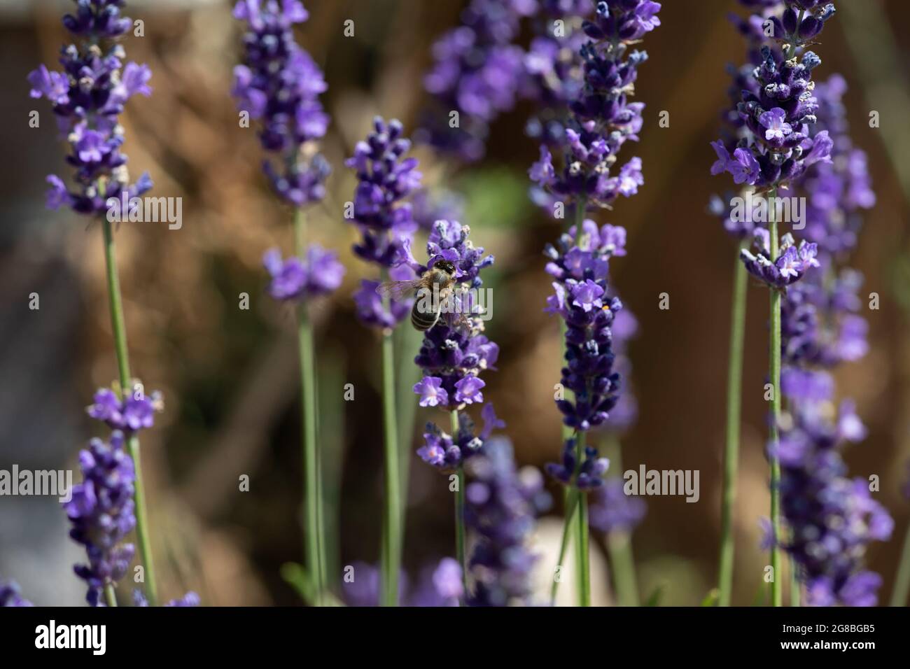 Ape di miele (Apis mellifera) Foraging sulla lavanda (Lavandula angustifolia) Foto Stock