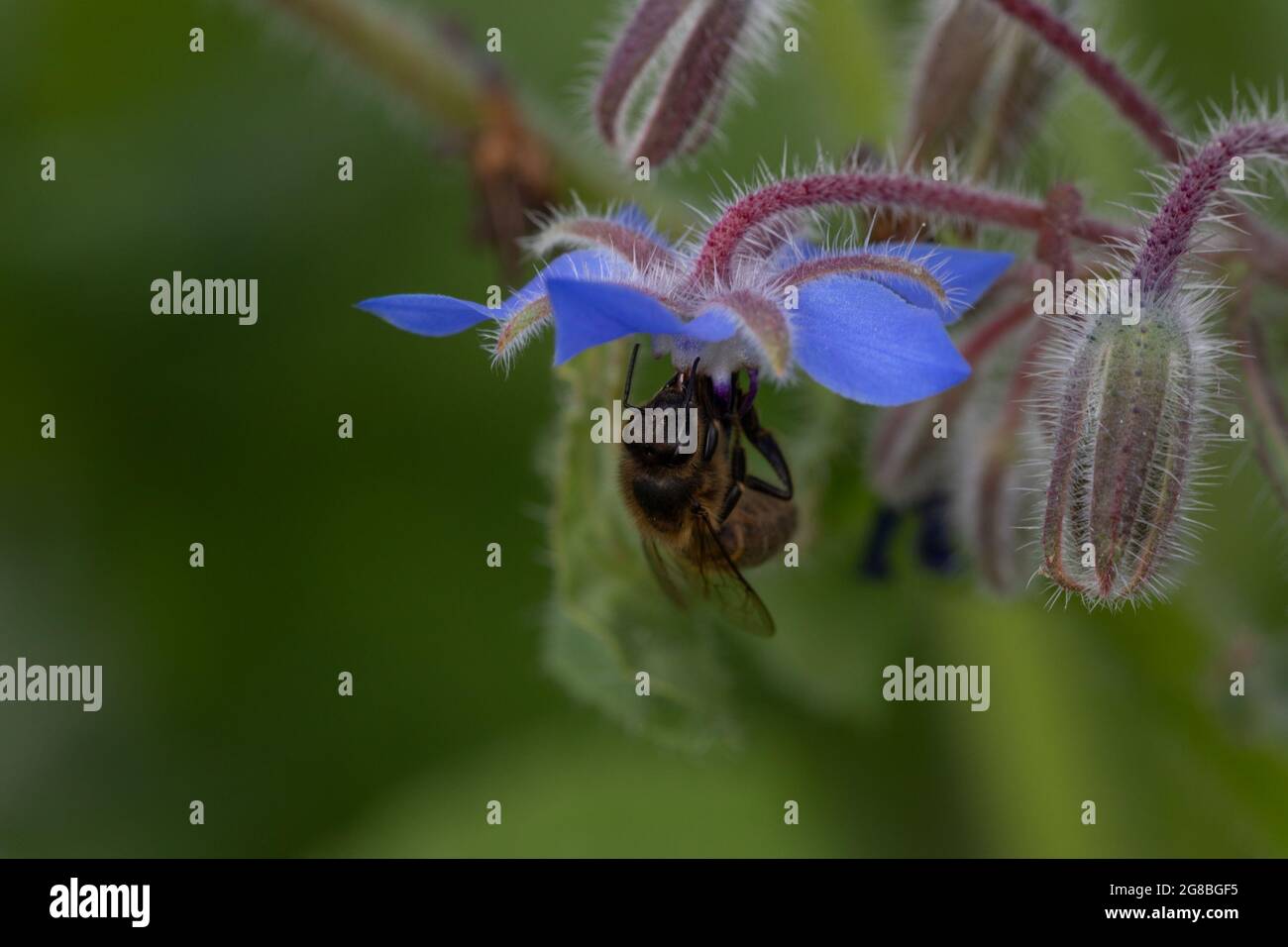 Ape di miele (Apis mellifera) Foraging sul Borage (Borago officinalis) Foto Stock