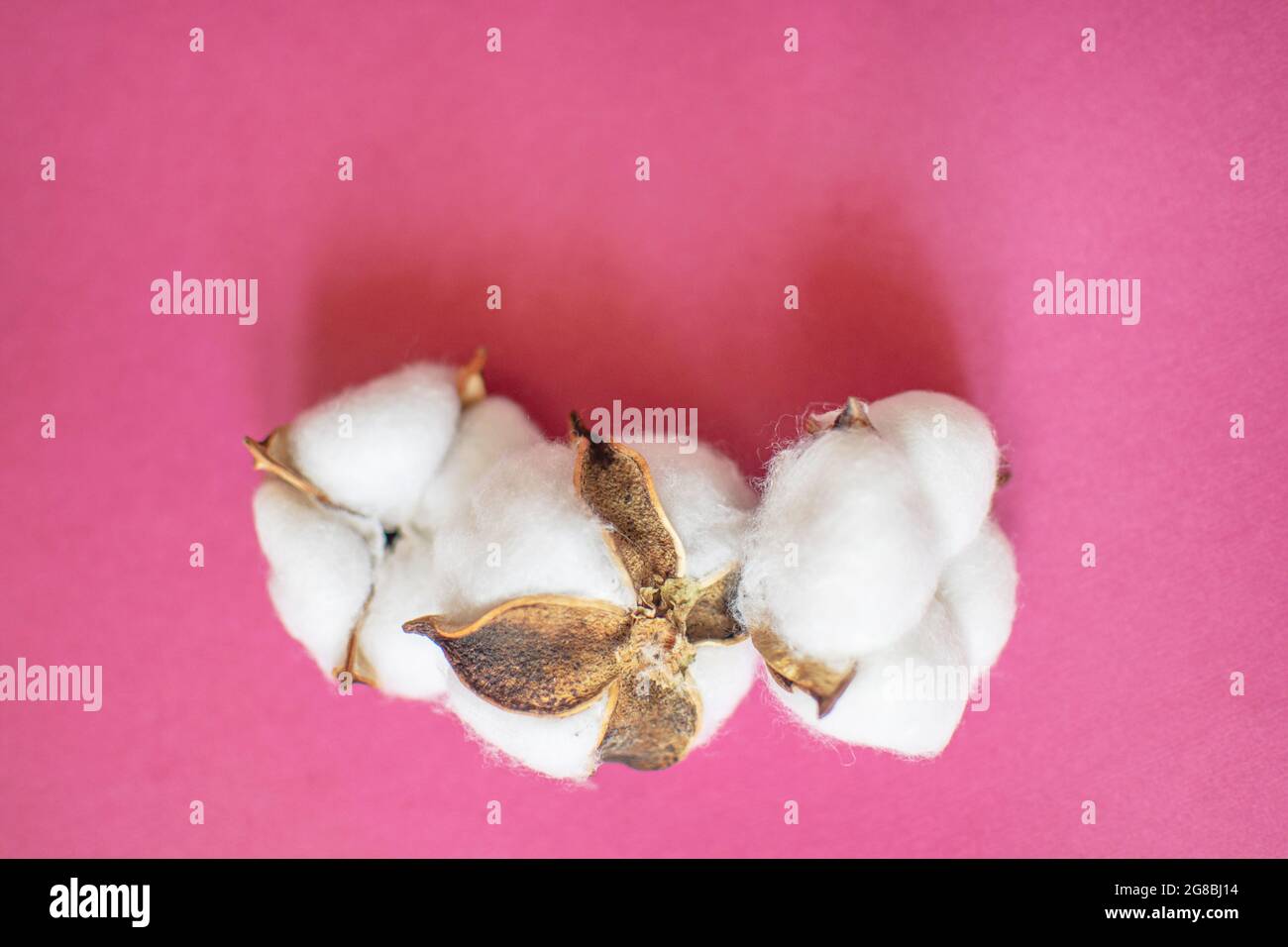 Tre soffici fiori di cotone bianco su sfondo rosa. Concetto di sostenibilità. Foto Stock