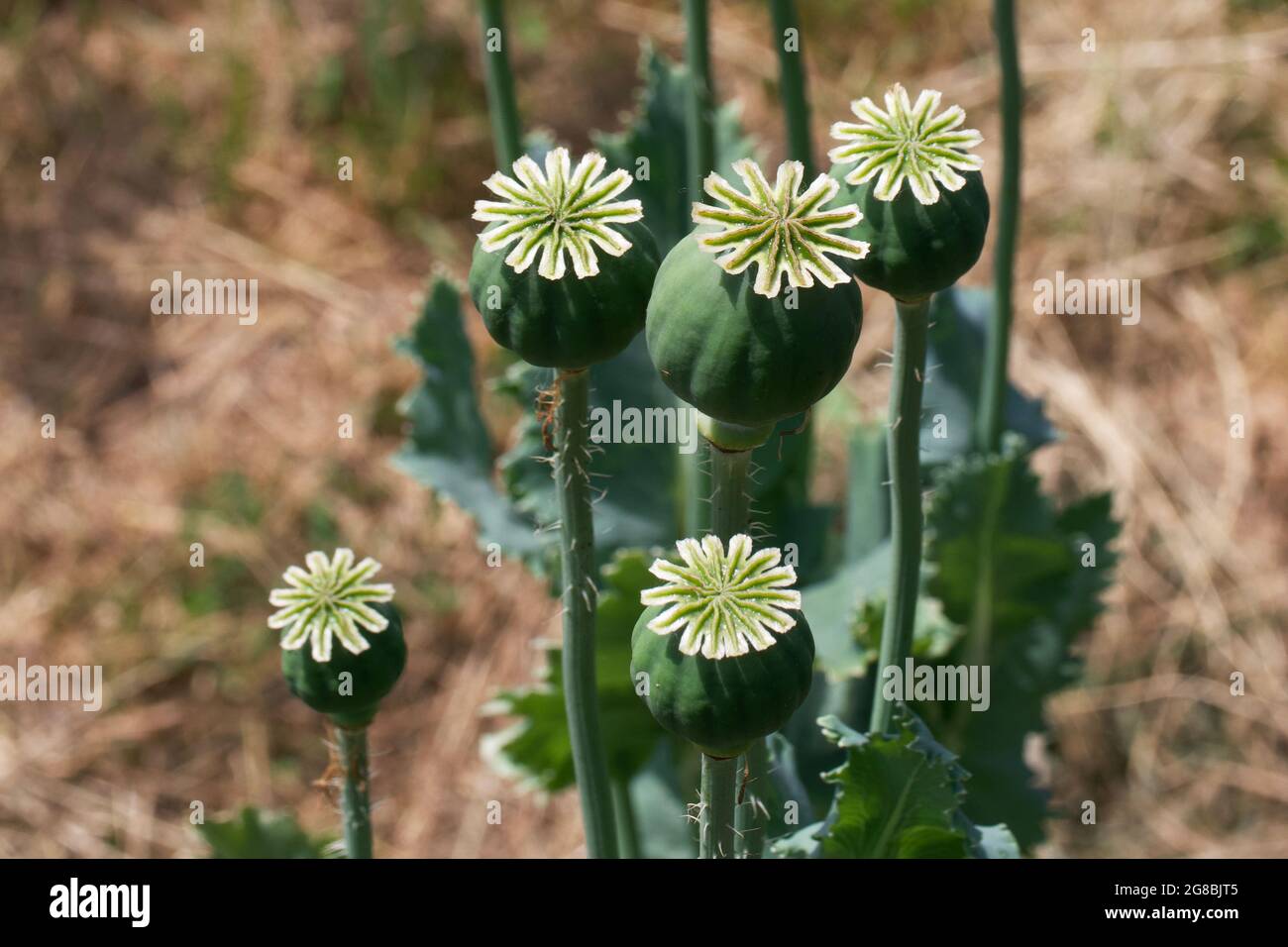 Papaver somniferum, comunemente noto come papavero di oppio o papavero di semi di pane, è una specie di pianta fiorente della famiglia Papaveraceae. Foto Stock Papaver somniferum, comunemente noto come papavero di oppio o papavero di semi di pane, è una specie di pianta fiorente della famiglia Papaveraceae. Foto Stock