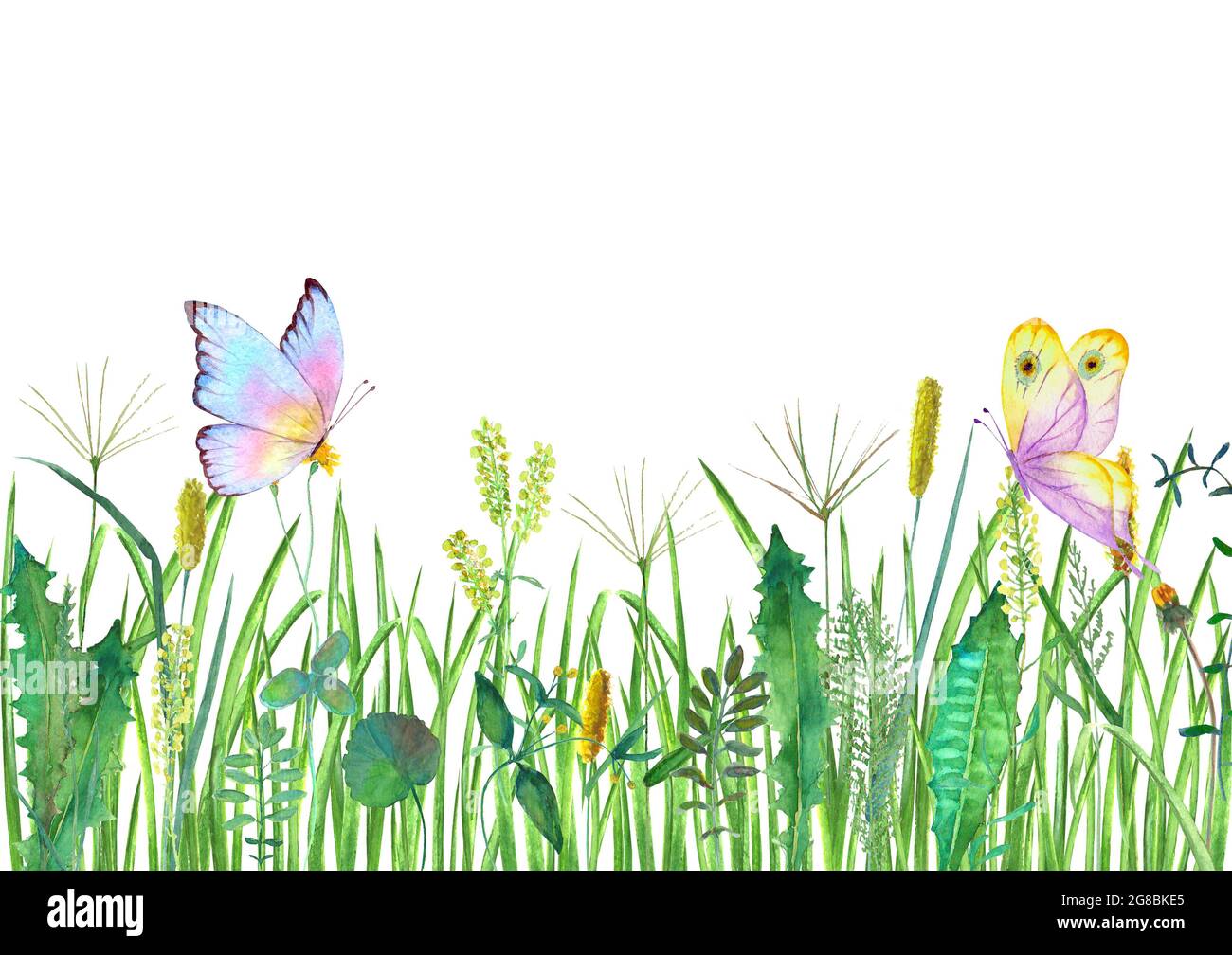 Fiori selvatici prato, erbe, erbe con farfalle colorate. Acquerello disegnata a mano illustrazione botanica su sfondo bianco. Acquerello floreale lui Foto Stock