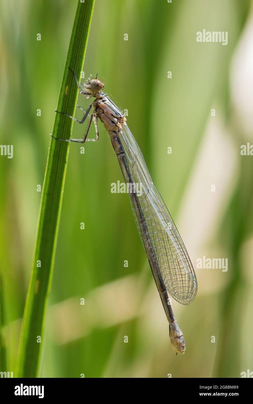 Azure Dasselfly - Coenagrion puella, comune damselfly blu dalle acque fresche europee, Stramberk, Repubblica Ceca. Foto Stock