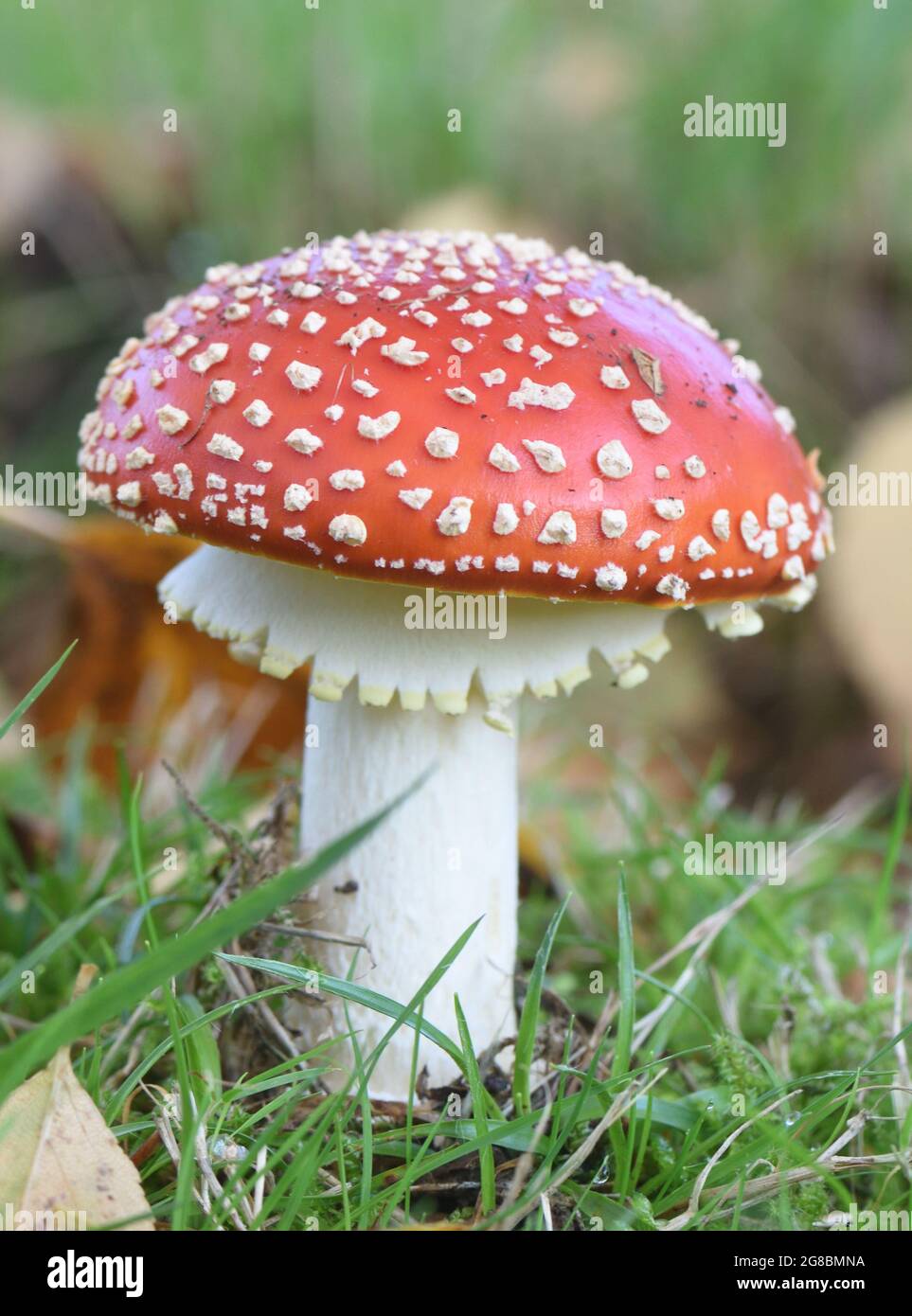 Un corpo fruttato perfetto, sporocarpo, di agarico di mosca (Amanita muscaria) sotto gli alberi di betulla (Betula pendula). Non è stato ancora attaccato da brandella Foto Stock