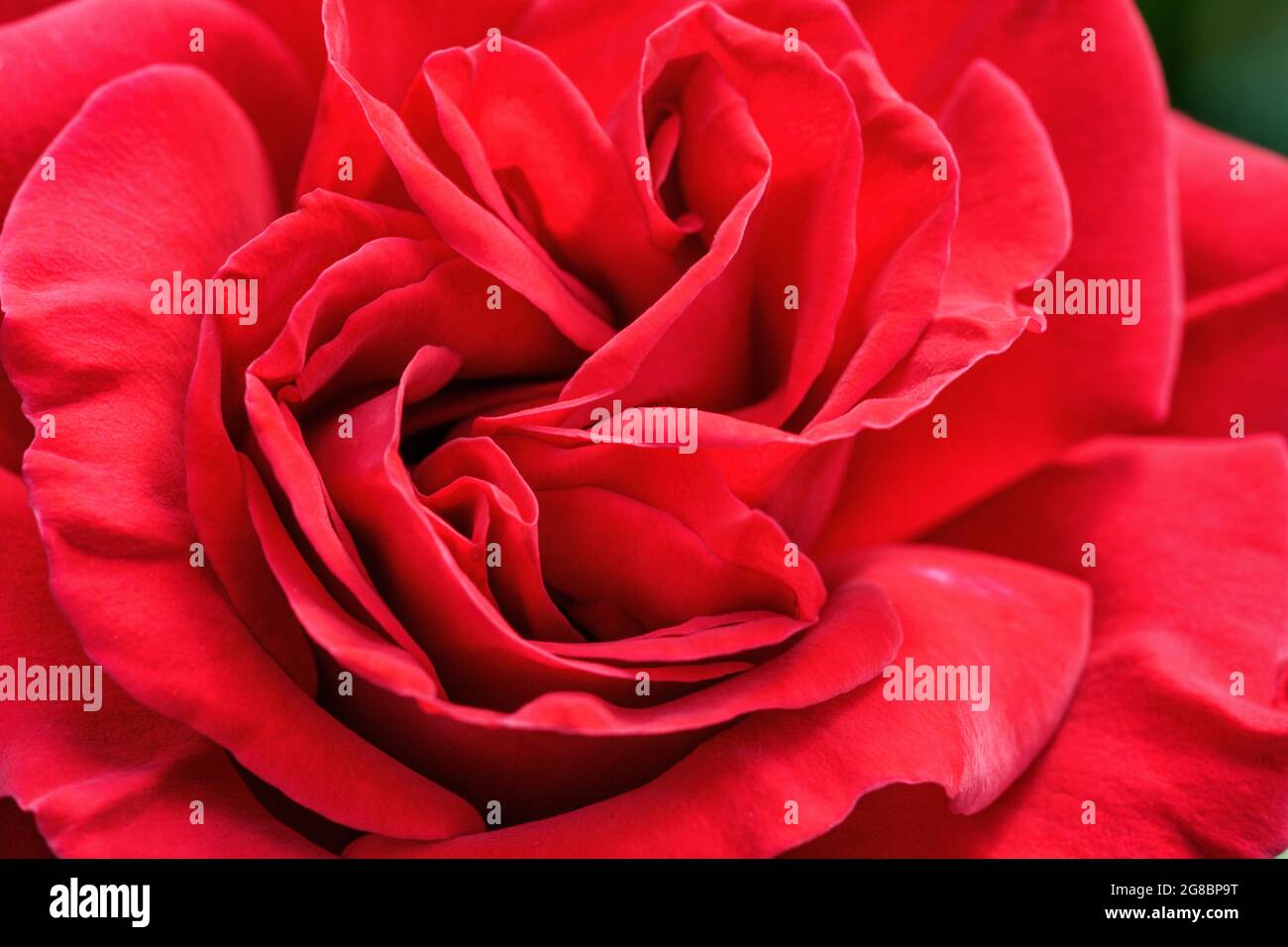 Primo piano di una rosa rossa Foto Stock