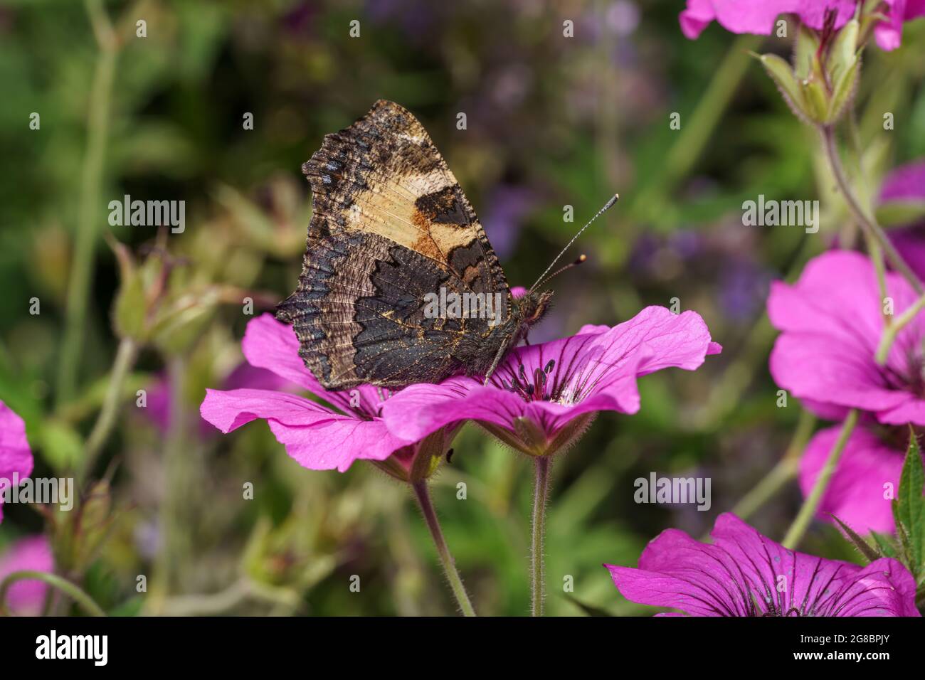 Primo piano vista laterale di un piccolo tortoiseshell farfalla di alimentazione su un fiore rosa Foto Stock