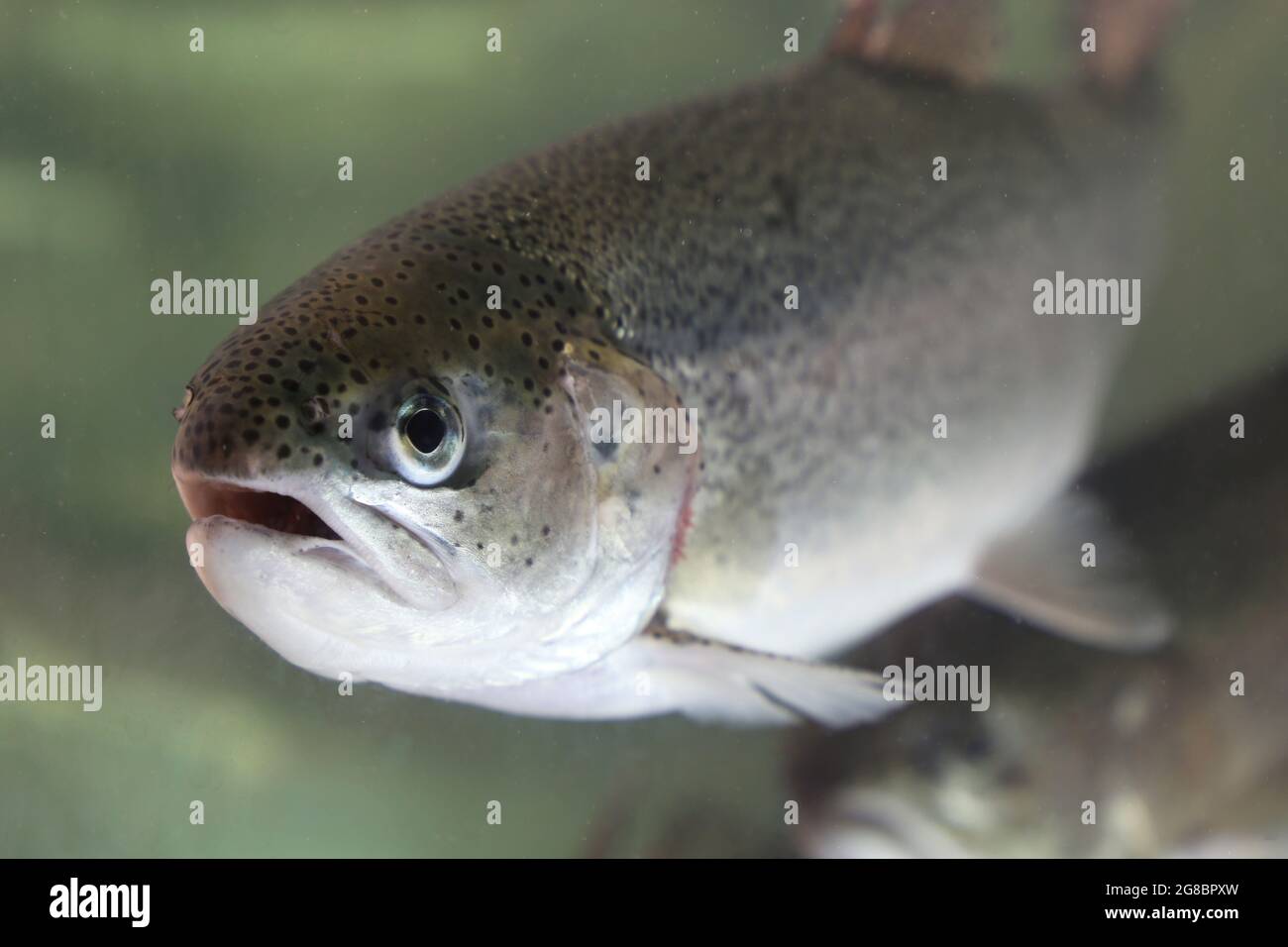 Fiume trota nuoto in acqua. Ritratto di pesce Foto Stock