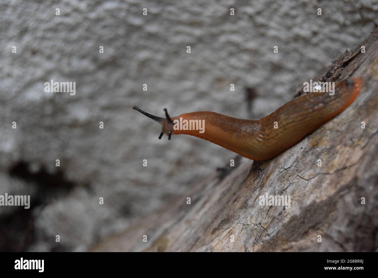 Ricerca Slug #2 Foto Stock