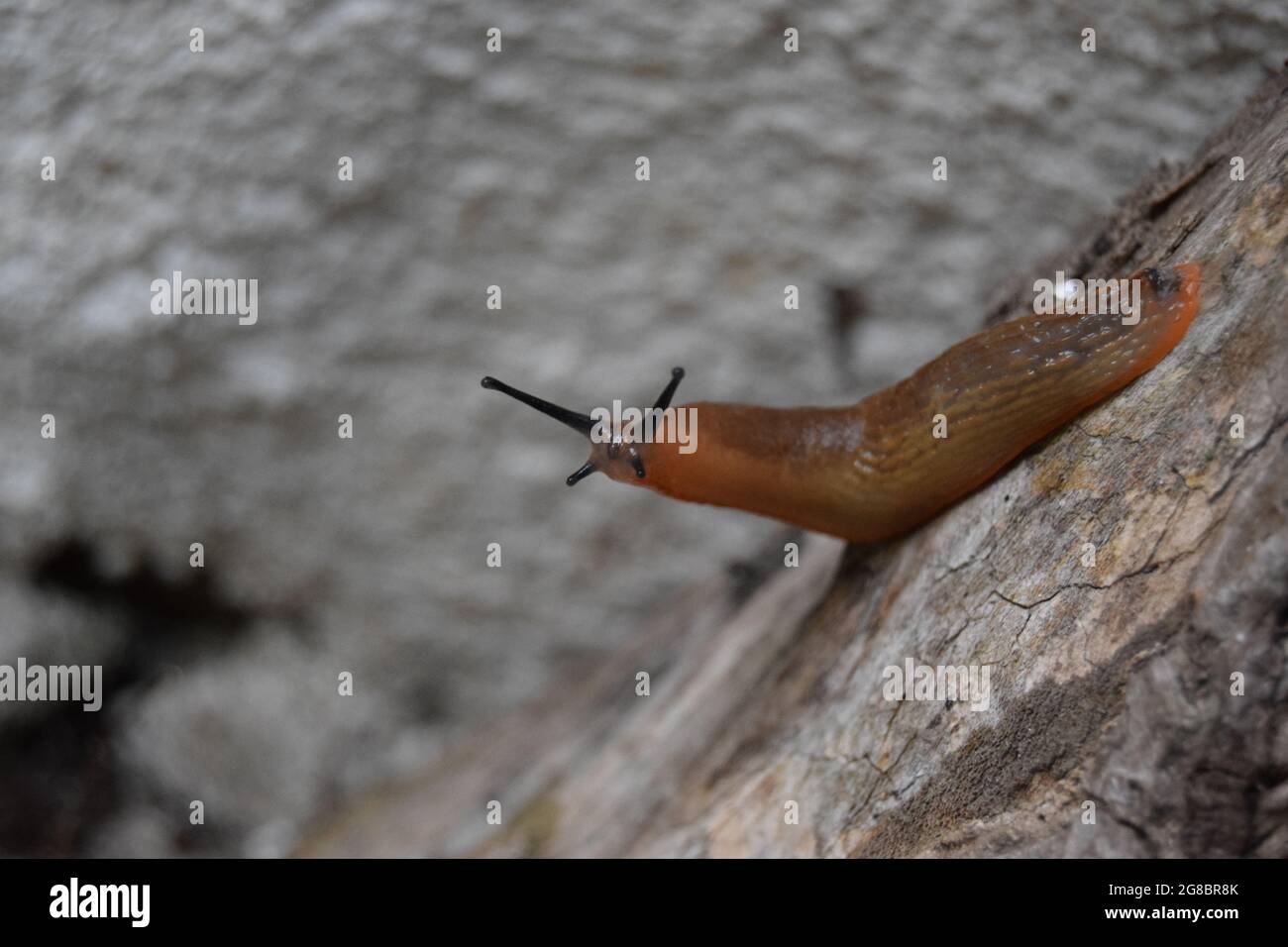 Ricerca Slug #1 Foto Stock