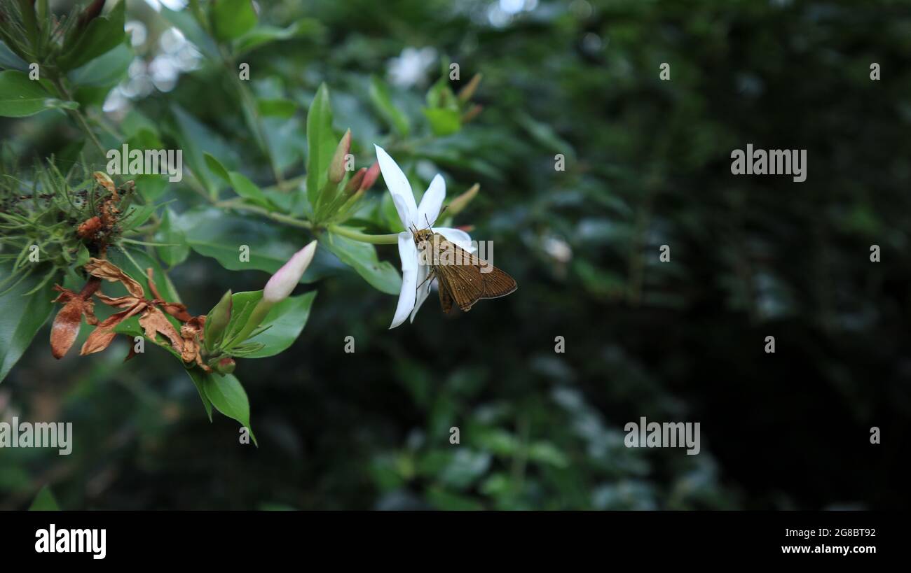 Primo piano di una piccola farfalla veloce di marca nettare di alimentazione da fiore bianco pichcha Foto Stock