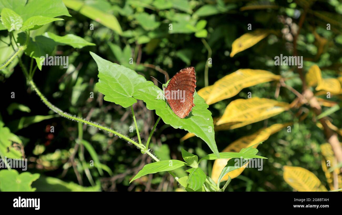 Una farfalla comune della mosca di palma arroccata sulla cima di una foglia verde di vite selvaggia in giornata di sole Foto Stock