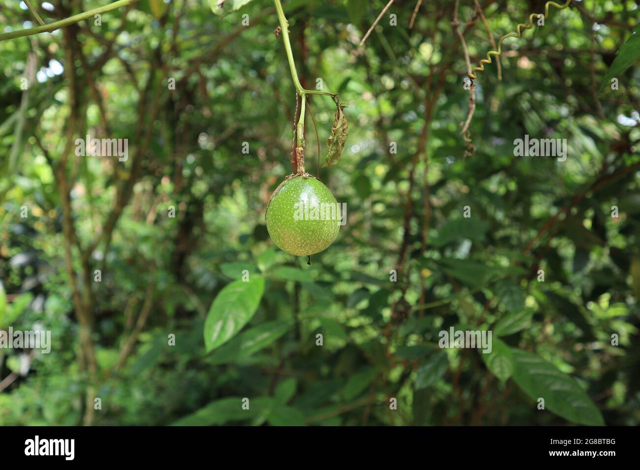 Primo piano di un frutto immaturo della passione appeso sulla vite Foto Stock