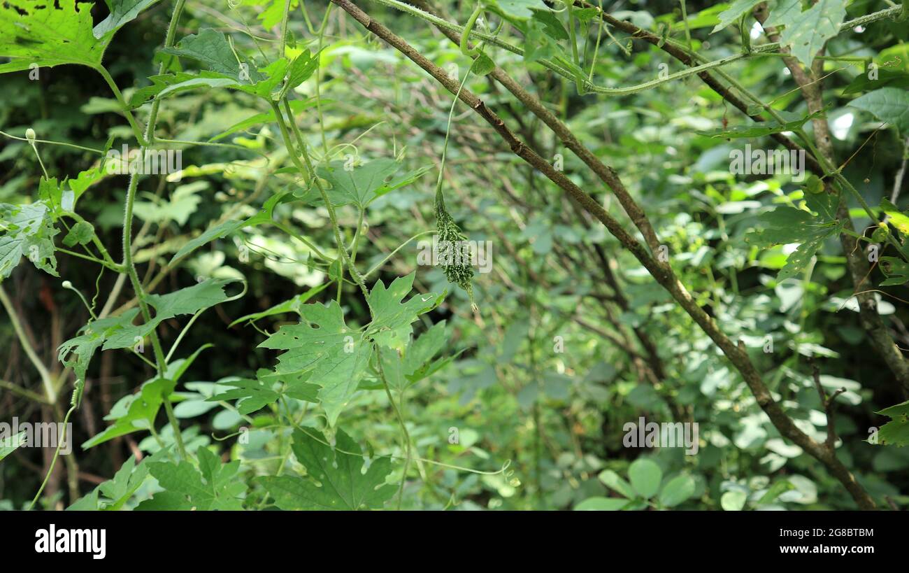 Una vite di zucca amara che cresce su un ramo di supporto asciutto con una zucca amara appesa Foto Stock