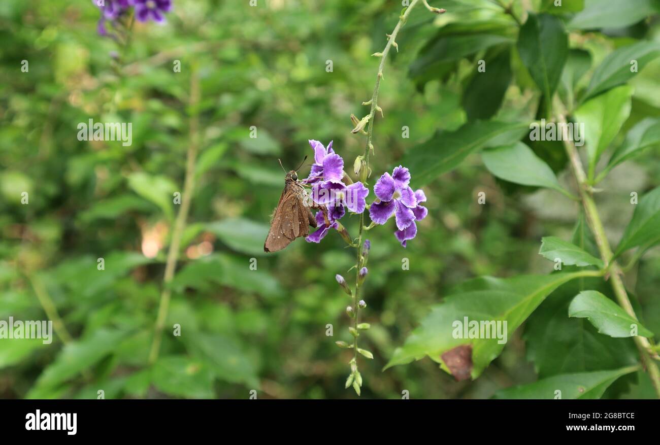 Una piccola farfalla brandizzata veloce che raccoglie nettare da minuscolo mazzo di fiori viola Foto Stock