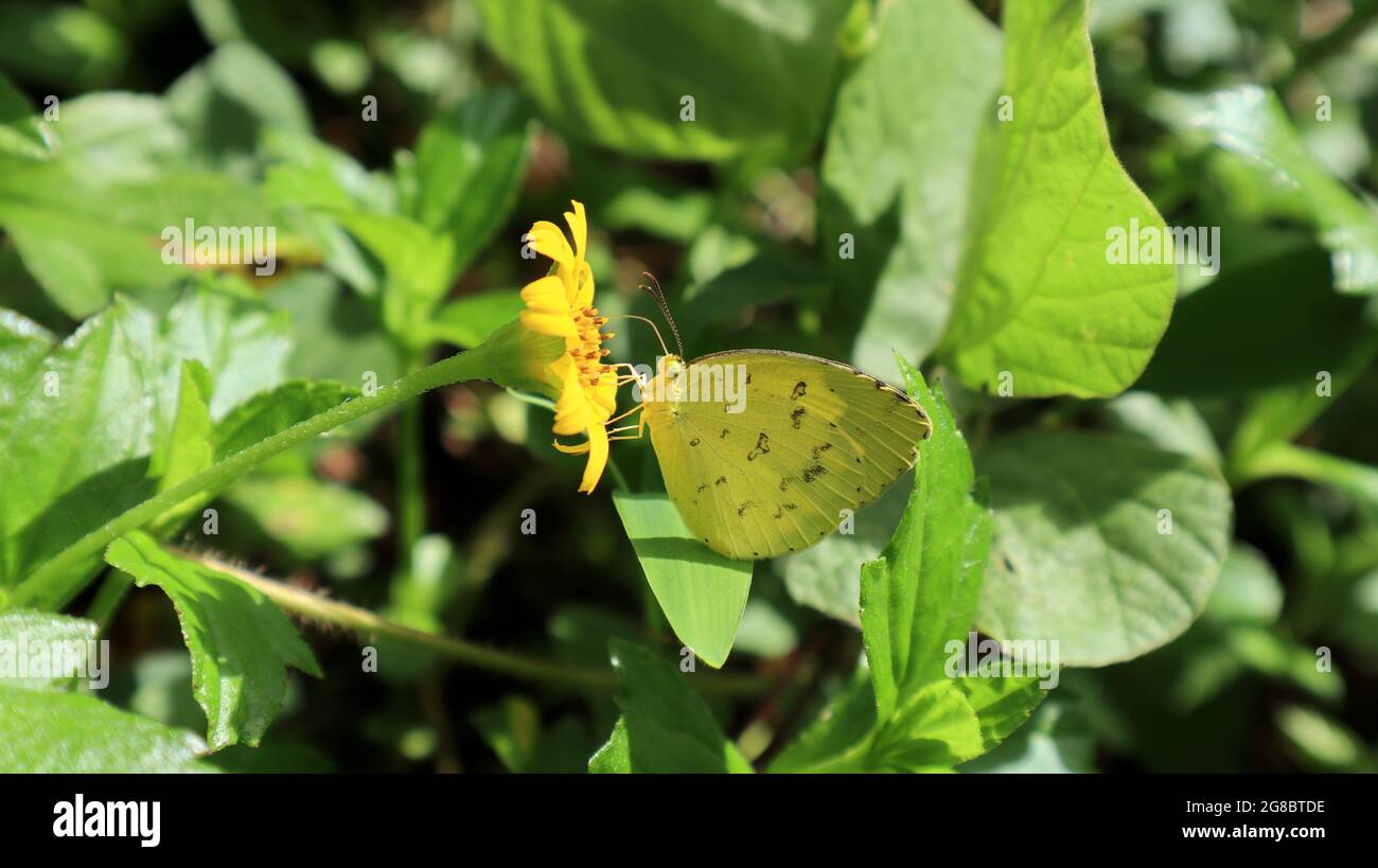 Primo piano di un punto erba gialla farfalla di alimentazione nettare da un fiore di seme di zecca Foto Stock