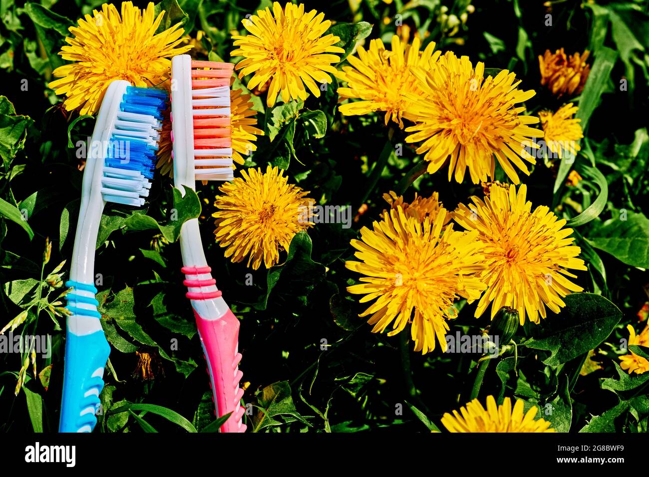 Due spazzolini da denti e fordelioni gialli su erba verde Foto Stock