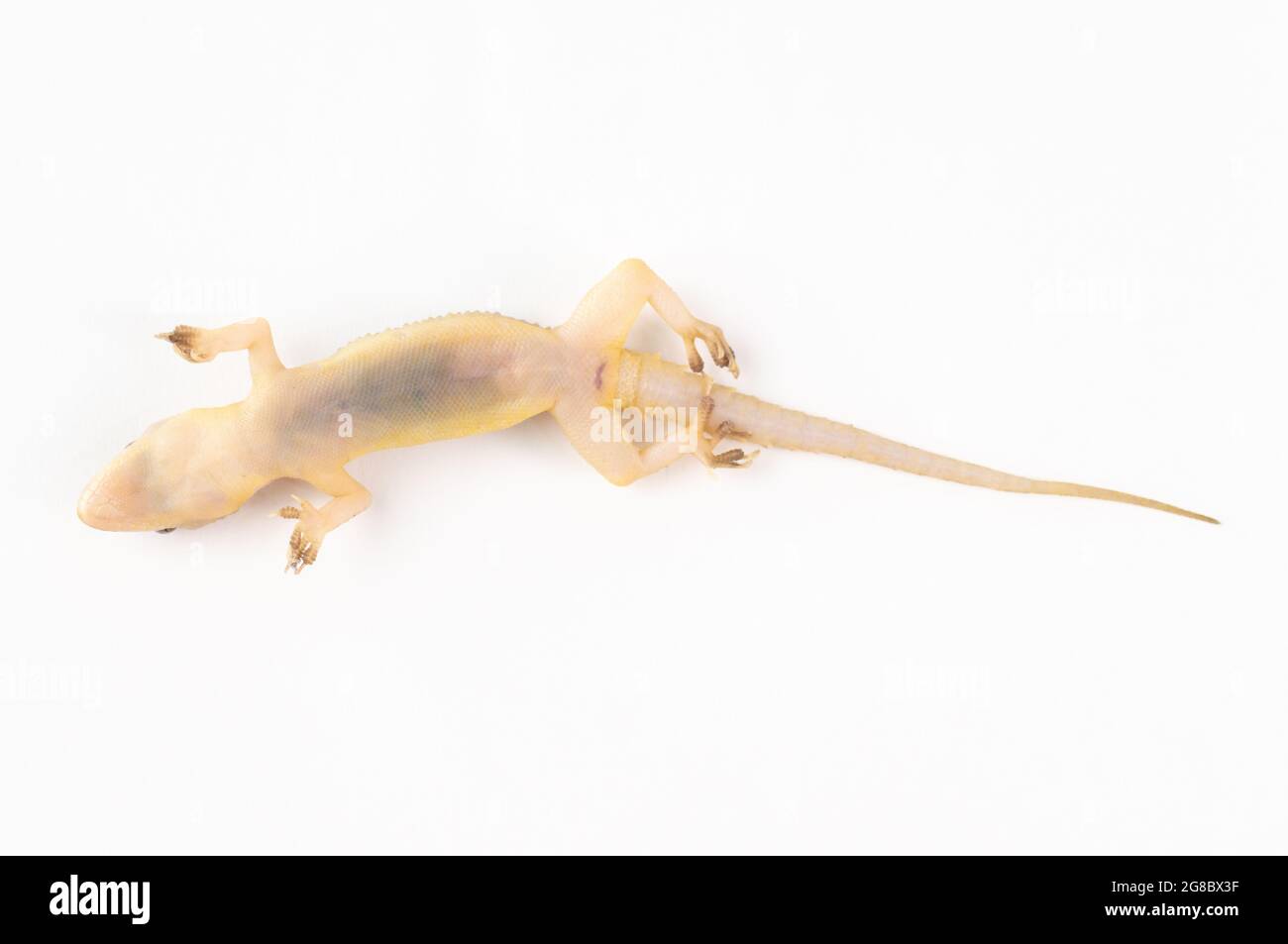 Vista dall'alto di una casa comune morta gecko isolato su sfondo bianco Foto Stock