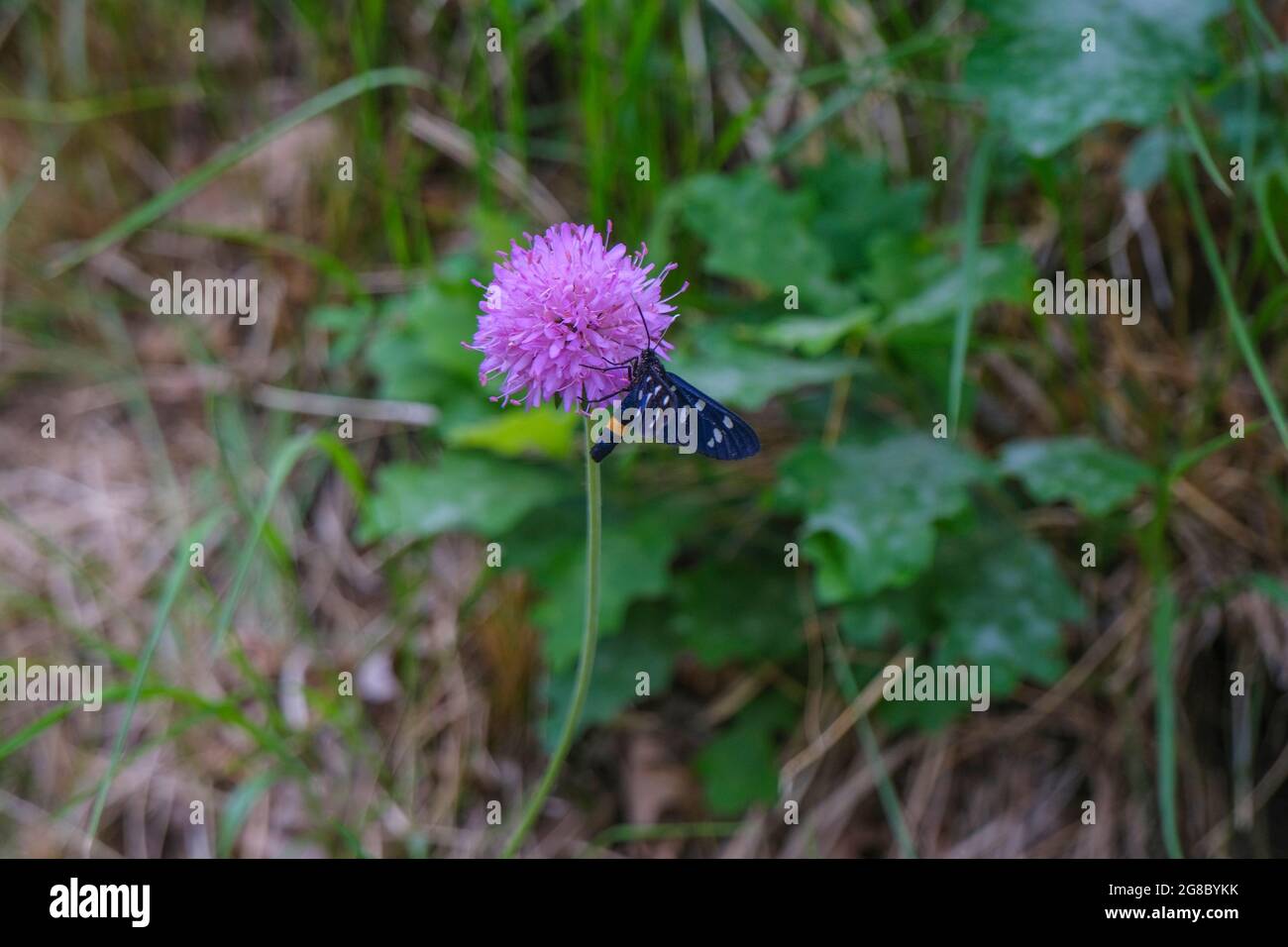 Porpora Clover fiore primo piano con farfalla nera su di esso attraverso l'erba verde. Natura estiva Foto Stock
