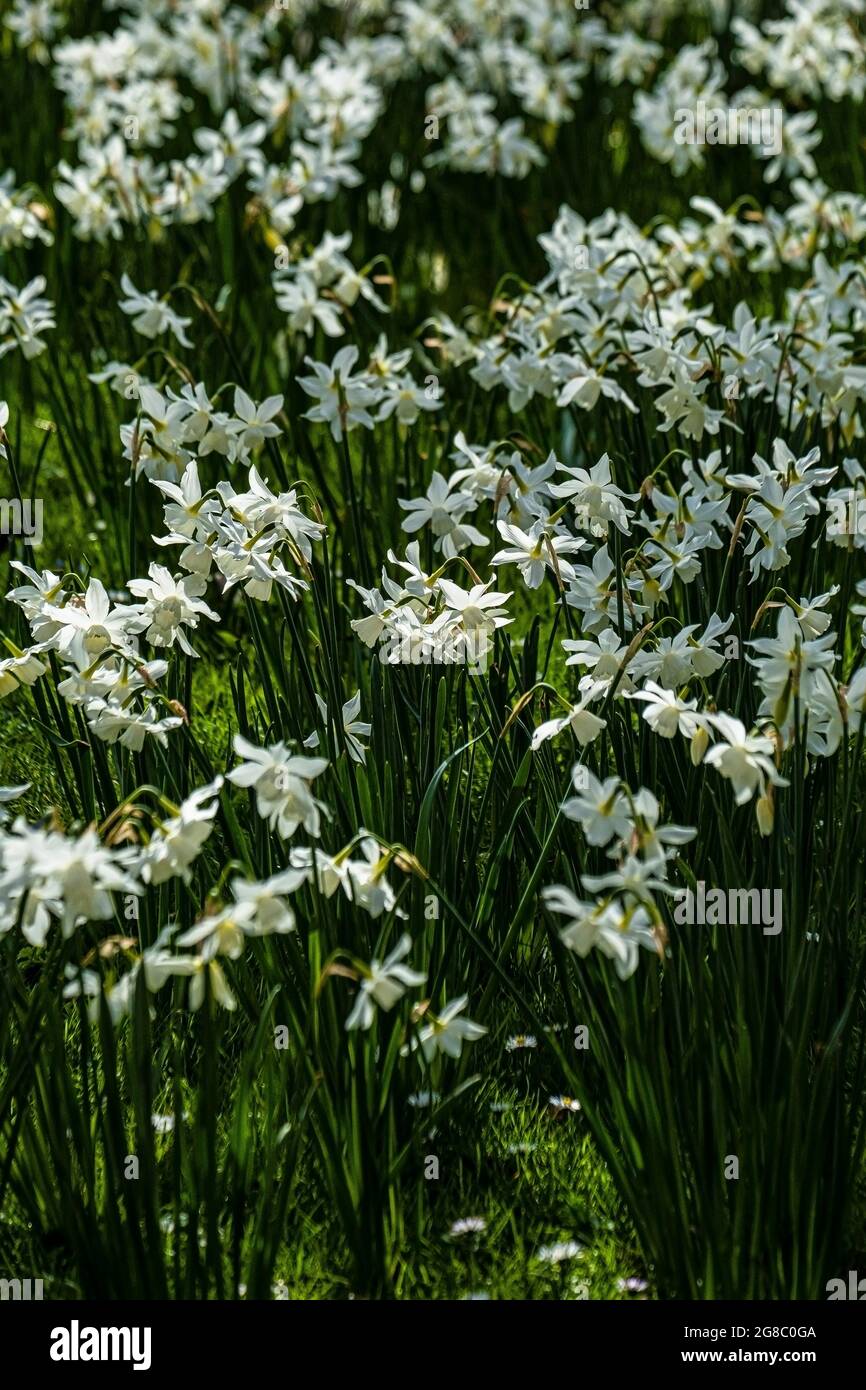 Daffodils Narcissus bianco puro che cresce in un giardino in Cornovaglia. Foto Stock