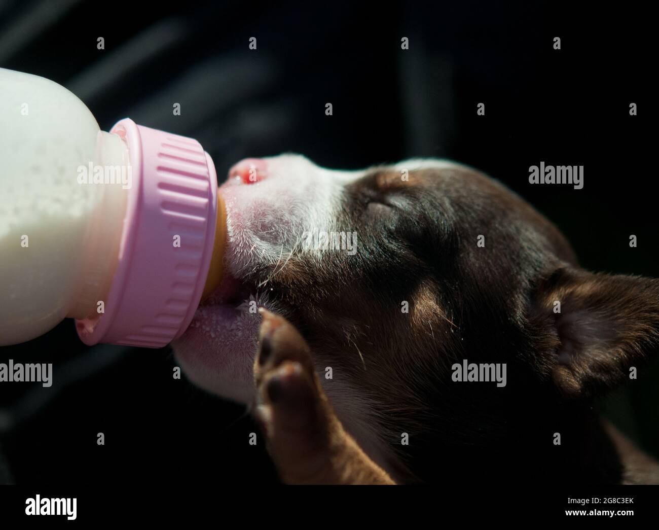 Allattamento al biberon per cuccioli Foto Stock