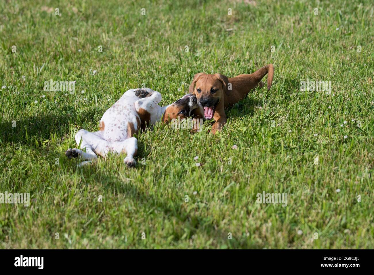 Due cani adottivo che giocano nel cortile Foto Stock