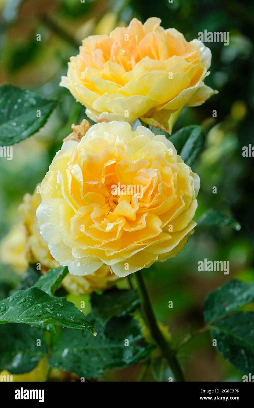 Rosa 'Golden Celebration' = 'Ausgold'. Rose "Golden Celebration", rosa arbusto compatta. Fiori gialli profondi Foto Stock