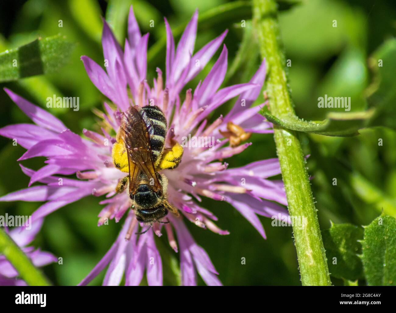 Halictus genere, Swedat Bees in un fiore di Knapweed Foto Stock