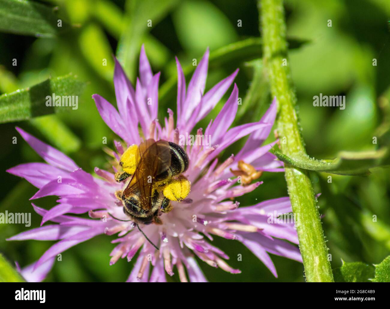 Halictus genere, Swedat Bees in un fiore di Knapweed Foto Stock