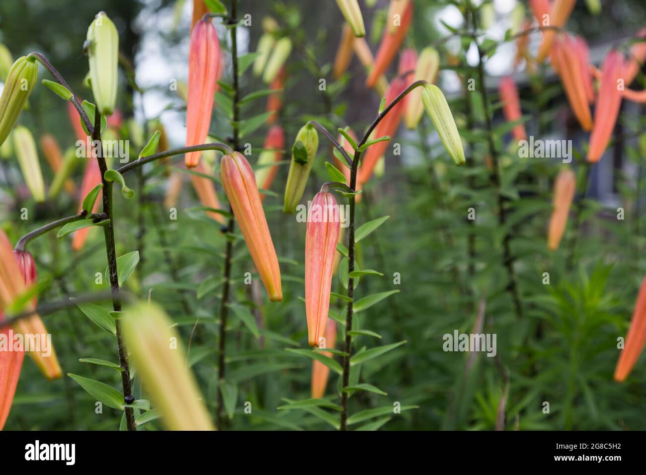 Un sacco di Tiger Lily fiori in attesa di aprire Foto Stock