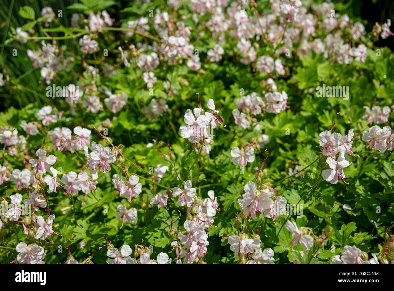 Primo piano di bianco geranio cantabrigiense 'Biokovo' fiore cranesbill nel giardino in estate Inghilterra UK Regno Unito GB Gran Bretagna Foto Stock