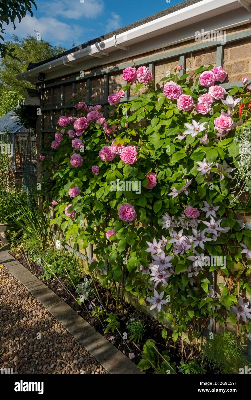 Primo piano di rosa ‘Gertrude Jekyll’ e clematis ‘Samaritan Jo’ che crescono su tralicci su un muro fiori fiore nel giardino in estate Inghilterra UK Foto Stock