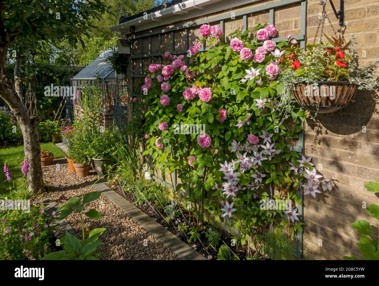 Rosa ‘Gertrude Jekyll’ e clematis ‘Samaritan Jo’ che crescono su traliccio su una parete fiori fiore fioritura in un giardino cottage in estate Inghilterra Regno Unito Foto Stock
