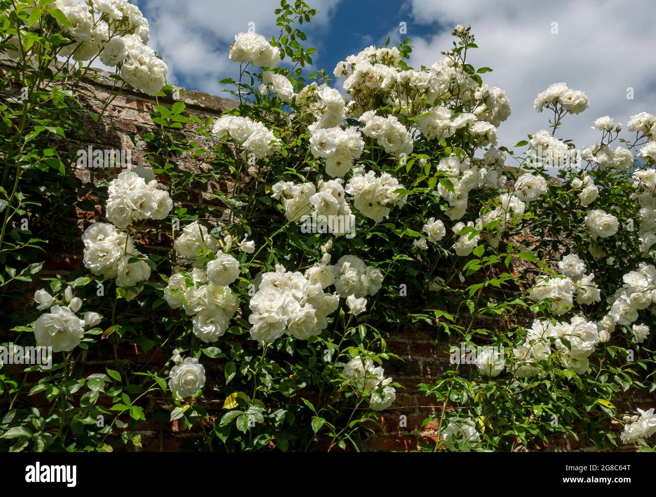 Fiori di rosa bianca «Iceberg» fiori fiori fioriti rose arrampicate che crescono su una parete in un giardino in estate Inghilterra Regno Unito Gran Bretagna Gran Bretagna Foto Stock