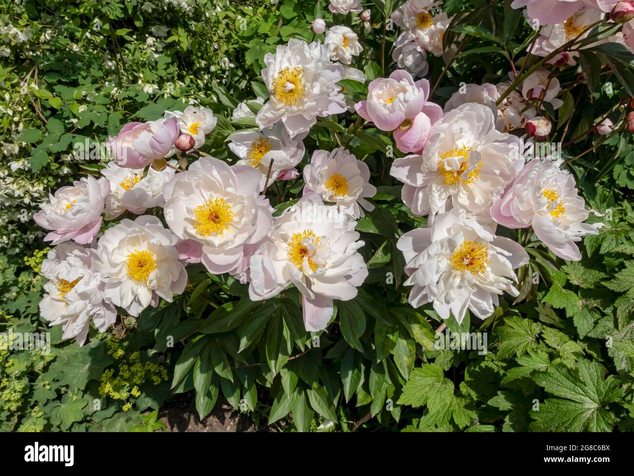 Primo piano di rosa bianco peonie fiori fiori fiori nel giardino cottage in estate Inghilterra UK Regno Unito GB Gran Bretagna Foto Stock