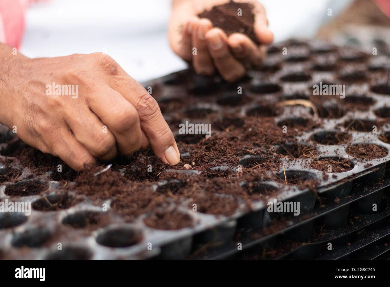 Primo piano di mani contadine aggiungendo fertilizzanti e seminando al vassoio di germinazione a serra o polyhouse Foto Stock