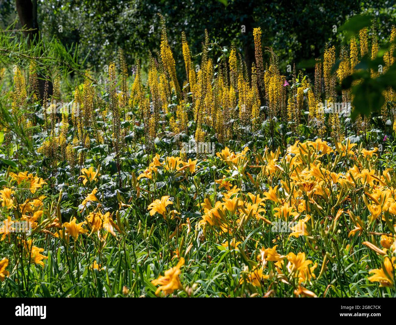 Letto di fiori con giglio giallo e arancio e gigli di coda di volpe che crescono in un giardino britannico Foto Stock